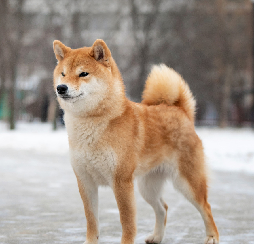  <span style="font-weight: bold; font-style: italic;">female HATSUSHIBA NISHIME AYDZHI</span>