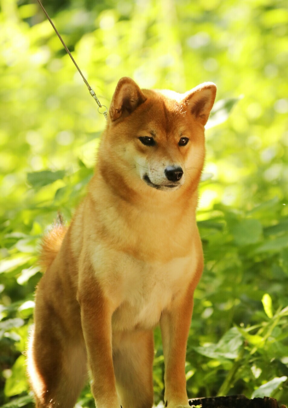 <span style="font-weight: bold; font-style: italic;">female KHANAGATA UMARI RISO VARIKIHIME</span>