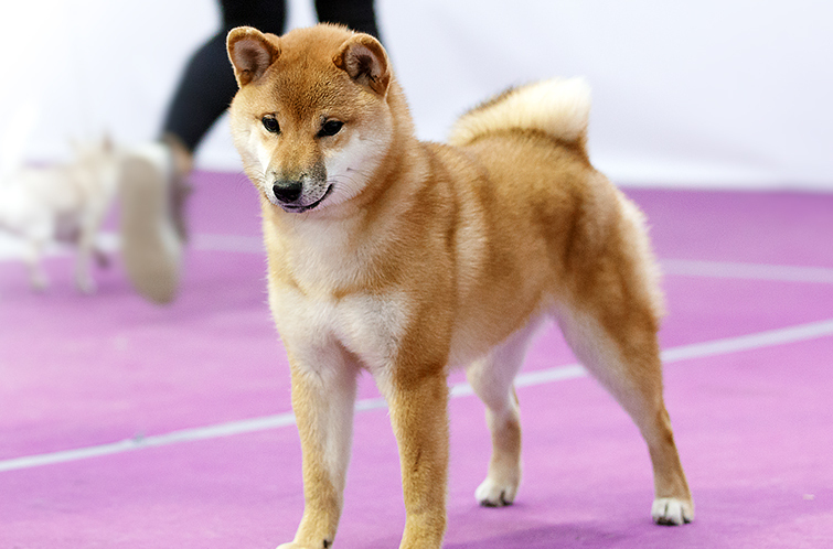 <span style="font-weight: bold; font-style: italic;"> female KHANAGATA UMARI GINREIHANA</span>