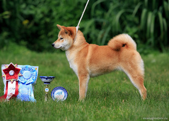  female AKATSUKI ASAHIHANA KHANAGATA UMARI