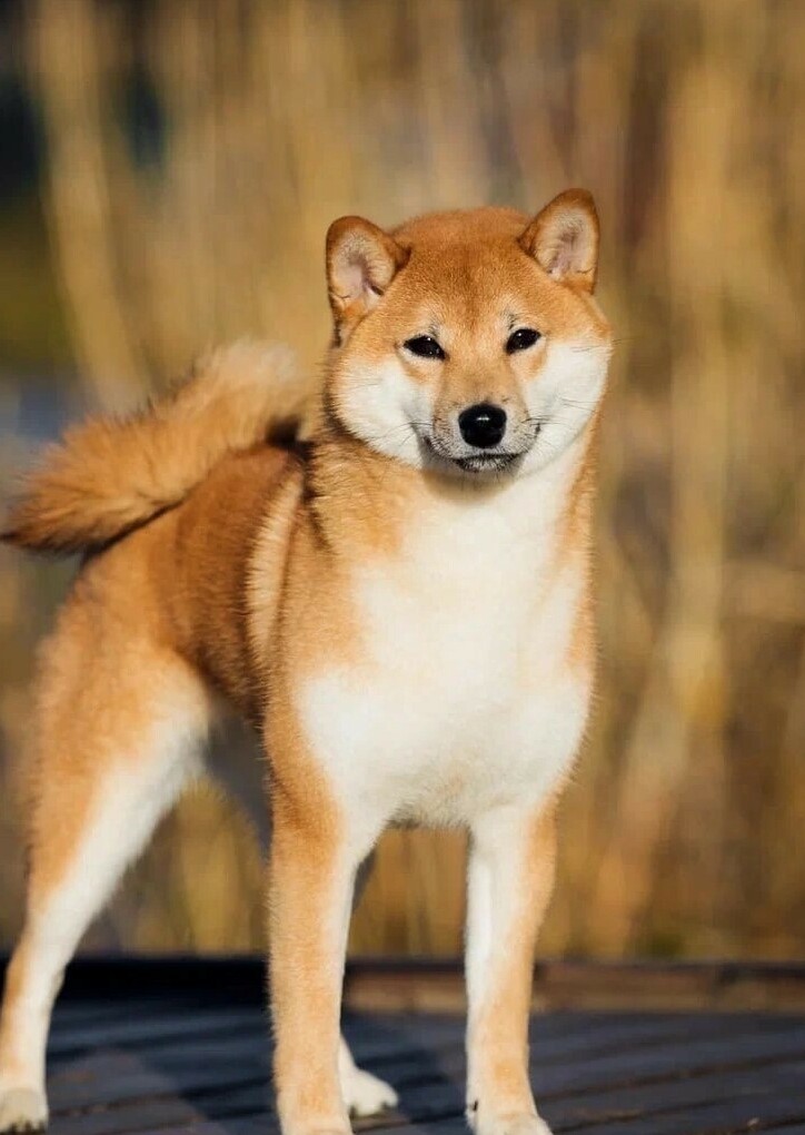  <span style="font-weight: bold; font-style: italic;">female KHANAGATA UMARI YOOKO</span>