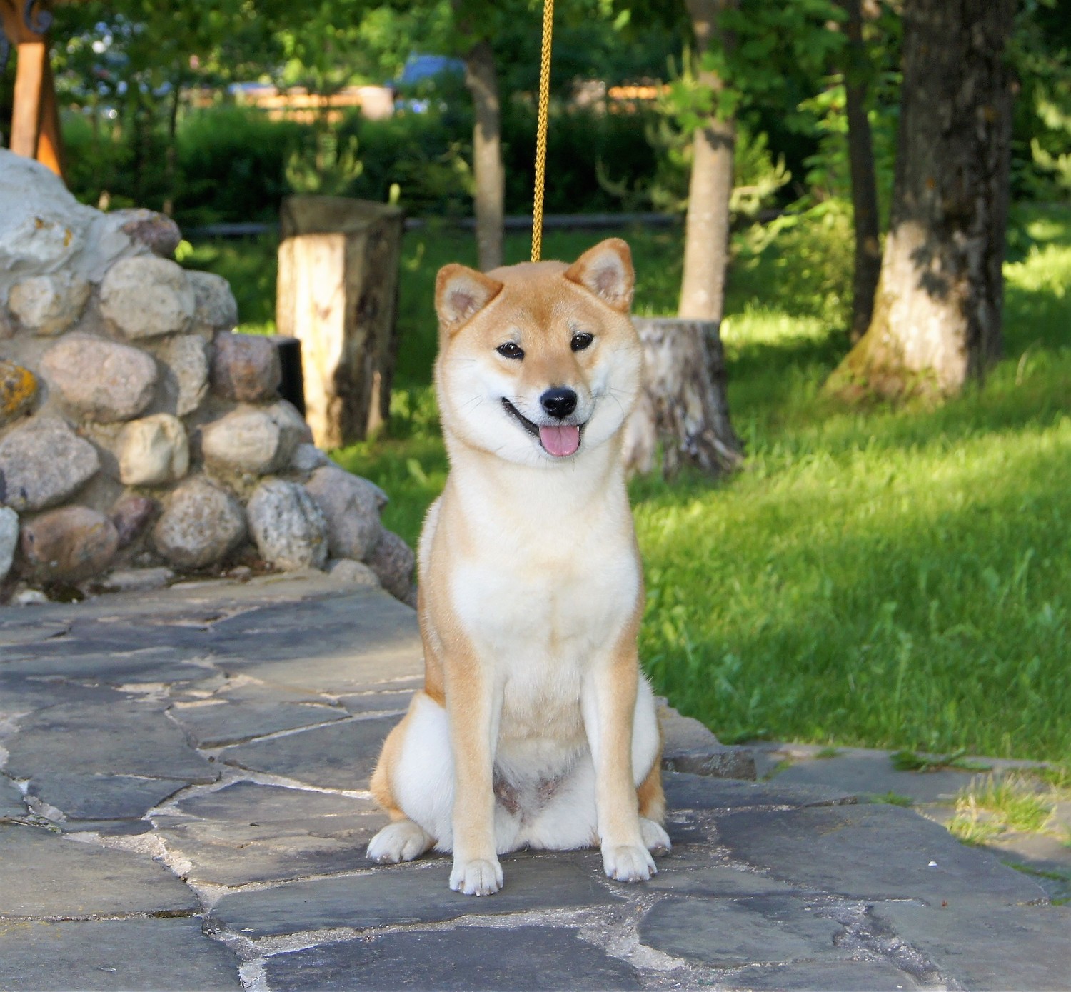  female AKATSUKI AYTAKAME