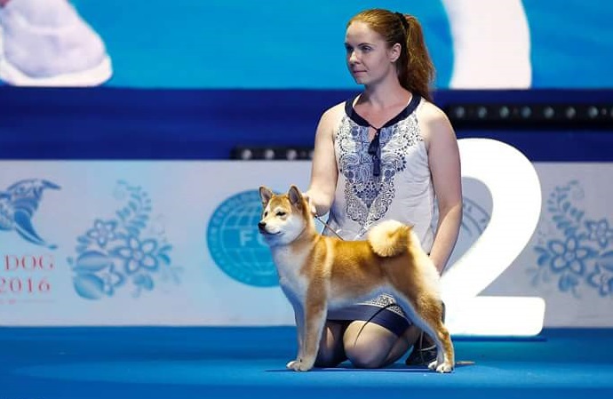 Описание изображения