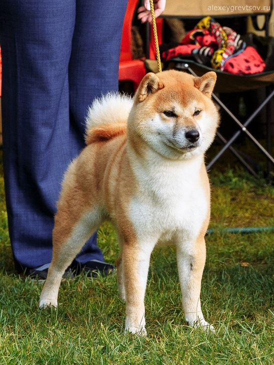 male BAN NO AOI REIROU GO SHISHIBONE SAKAMOTOSOU 30 APR 2013