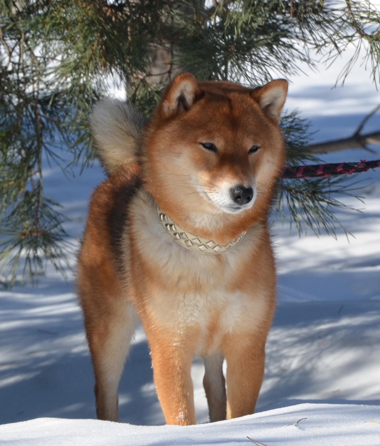 male YUKASI TIRETSU 17 NOV 2011