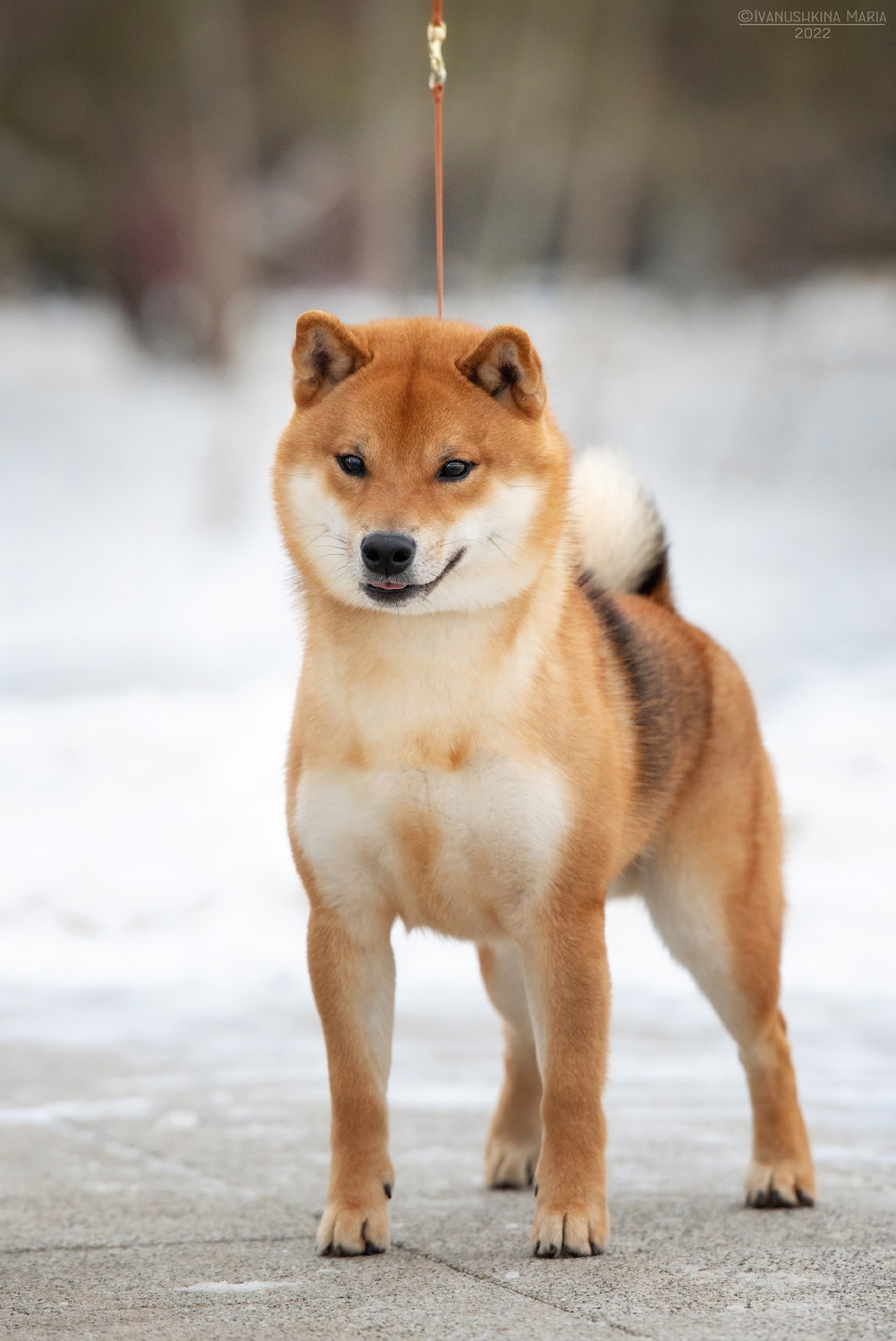 male KHANAGATA UMARI DANRAN