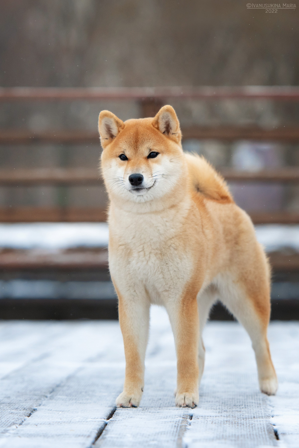 <span style="font-weight: bold; font-style: italic;">female KHANAGATA UMARI KODZI</span>