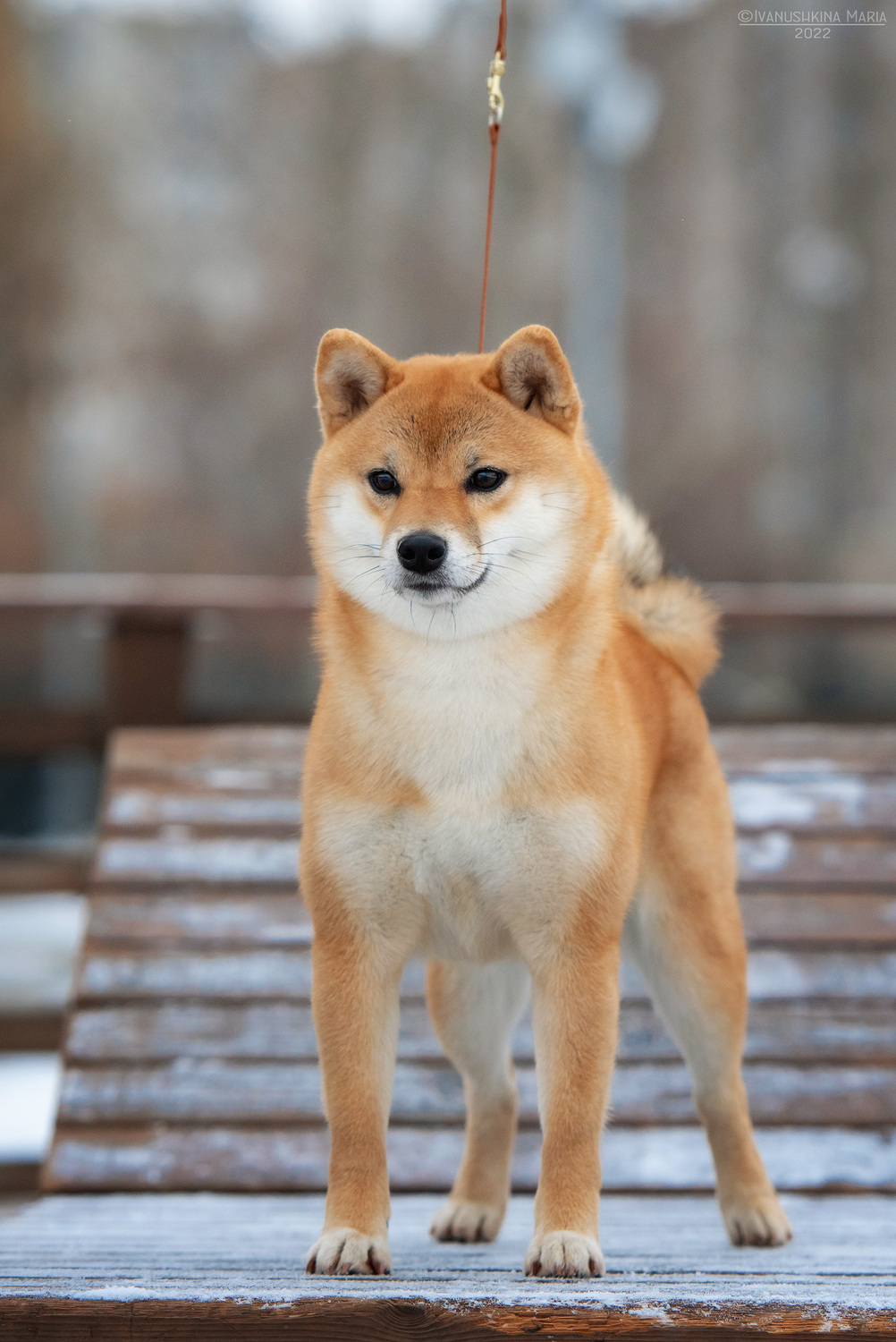 <span style="font-weight: bold; font-style: italic;">female KHANAGATA UMARI AYANISHIKI GIREIKA</span>