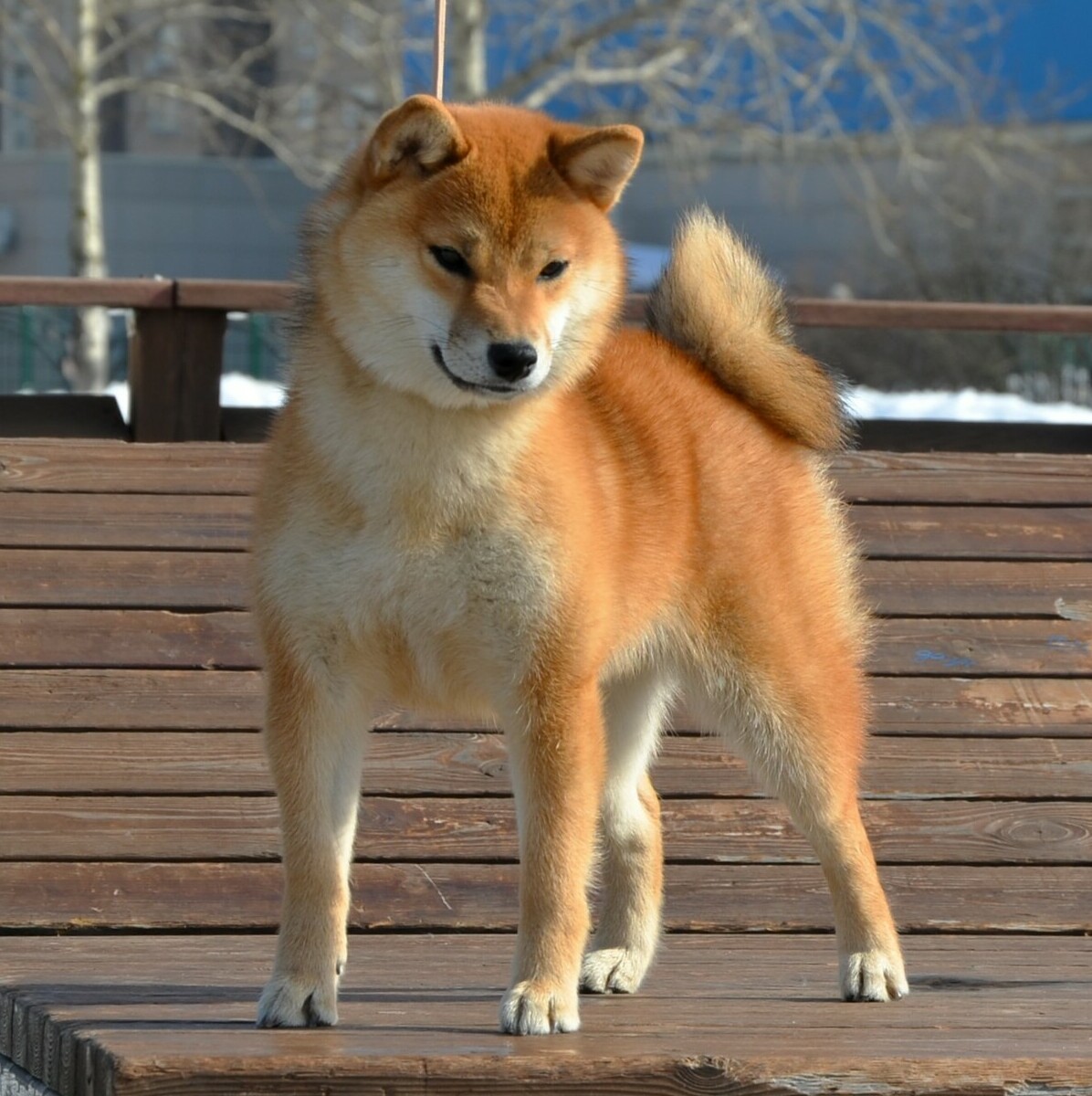 <span style="font-weight: bold; font-style: italic;">female KHANAGATA UMARI RURI</span>